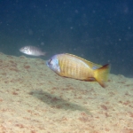  Copadichromis sp. ?