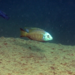   Copadichromis sp. ?