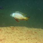  Copadichromis sp. ?