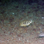 Mylochromis mola