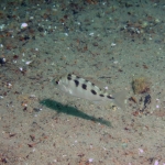 Mylochromis mola