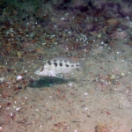 Mylochromis mola