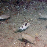 Mylochromis mola ?