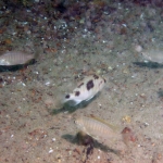 Mylochromis mola ?