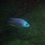 Copadichromis borleyi