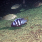 Tropheops microstoma