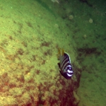 Tropheops microstoma