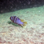 Tropheops microstoma