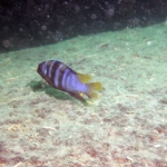 Tropheops microstoma