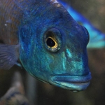 Buccochromis nototaenia Fotograaf: Cathelijne Dommisse