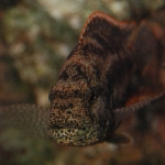 Nimbochromis polystigma Fotograaf: Cathelijne Dommisse