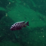 Cynotilapia sp. "mbamba" (Nkhungu)