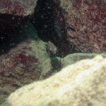 Melanochromis dialeptos - male