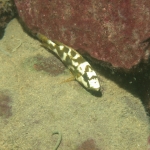 Nimbochromis livingstonii 