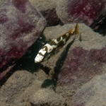 Nimbochromis livingstonii 