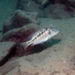 Tramitochromis sp. "brevis" ?