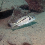 Tramitochromis sp. "brevis" ?