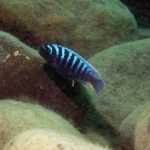 Cynotilapia zebroides - male