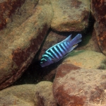 Cynotilapia zebroides - male