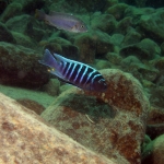 Cynotilapia zebroides - male