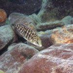 Protomelas fenestratus