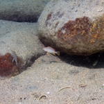Copadichromis sp. ?