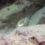 Protomelas fenestratus