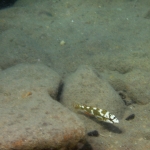 Nimbochromis livingstonii 