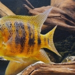 Cincelichthys bocourti - Martijn van Cutsen