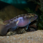Congochromis sabinae - Tjeerd Nijboer