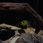 Cryptoheros nanolutea vrouw - Tim Scherjon