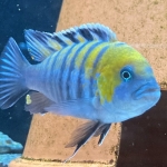 Cynotilapia zebroides "Cobue" - Wil Remie