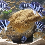 Cyphotilapia gibberosa – Blue Zaire - Alfred Bosch