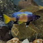 Cyprichromis sp. "Brilliant jumbo" Kitumba - Mike Laan