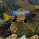 Cyprichromis sp. "brilliant jumbo" Kitumba - Mike Laan