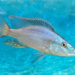 Dimidiochromis compressiceps - Willy Bijker