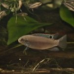 Sami Lasfar - Enigmatochromis lucanusi (2)