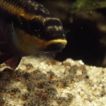 Pelvicachromis taeniatus "moliwe" Fotograaf: Ernst van Genne