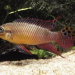 Pelvicachromis taeniatus "moliwe" Fotograaf: Ernst van Genne