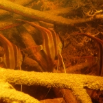 Pterophyllum altum in Canoe Bocon, Colombia