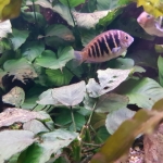 Etroplus canarensis - Lex van Tilburg