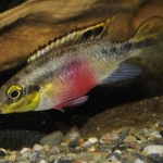 Marc Puigcerver - Pelvicachromis subocellatus