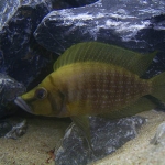 Altolamprologus calvus Fotograaf: Femke van der Meulen