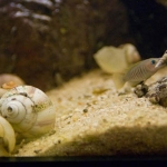 Lamprologus multifasciatus Fotograaf: Frank Brouwer