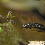 Julidochromis ornatus Fotograaf: Frank Brouwer  