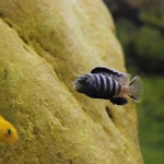 Pseudotropheus saulosi Fotograaf: Frits Roerdinkholder