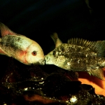 Frontaal dreigen van Vieja breidohri en Nandopsis haitiensis -Michael Pilack