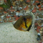 Cichlide: Apistogramma sp. 'Blutkehl' Fotograaf: Ernst van Genne