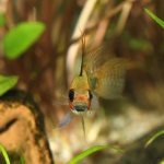 Cichlide: Apistogramma eremnopyge Fotograaf: Mark Klootwijk