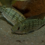 Cichlide: Oreochromis tanganicae Fotograaf: Mark Ros